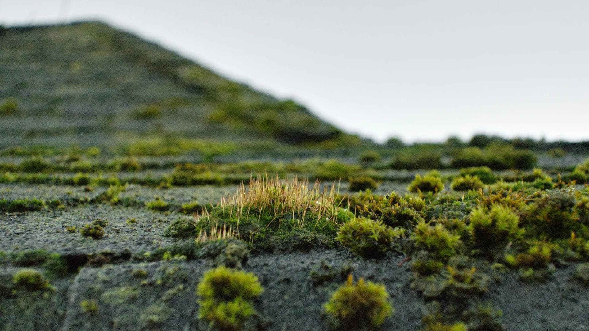 How to Deal with Roof Algae and Moss Growth